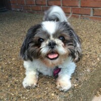 Oreo's Picture